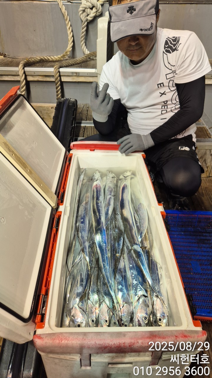 8월28일 목요일 씨헌터호(클럽씨호) 갈치조황입니다