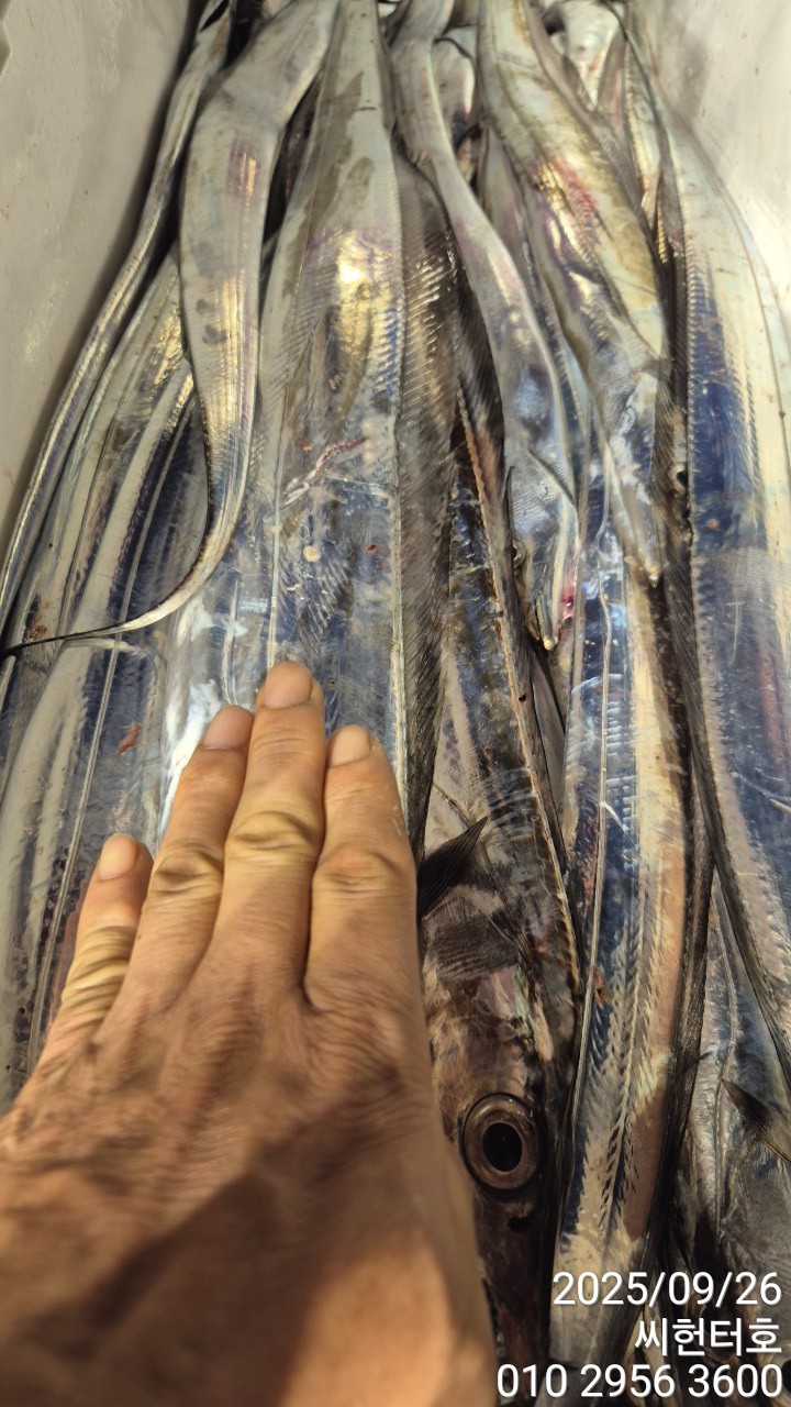 9월25일 목요일 씨헌터호(클럽씨호) 갈치 조황입니다