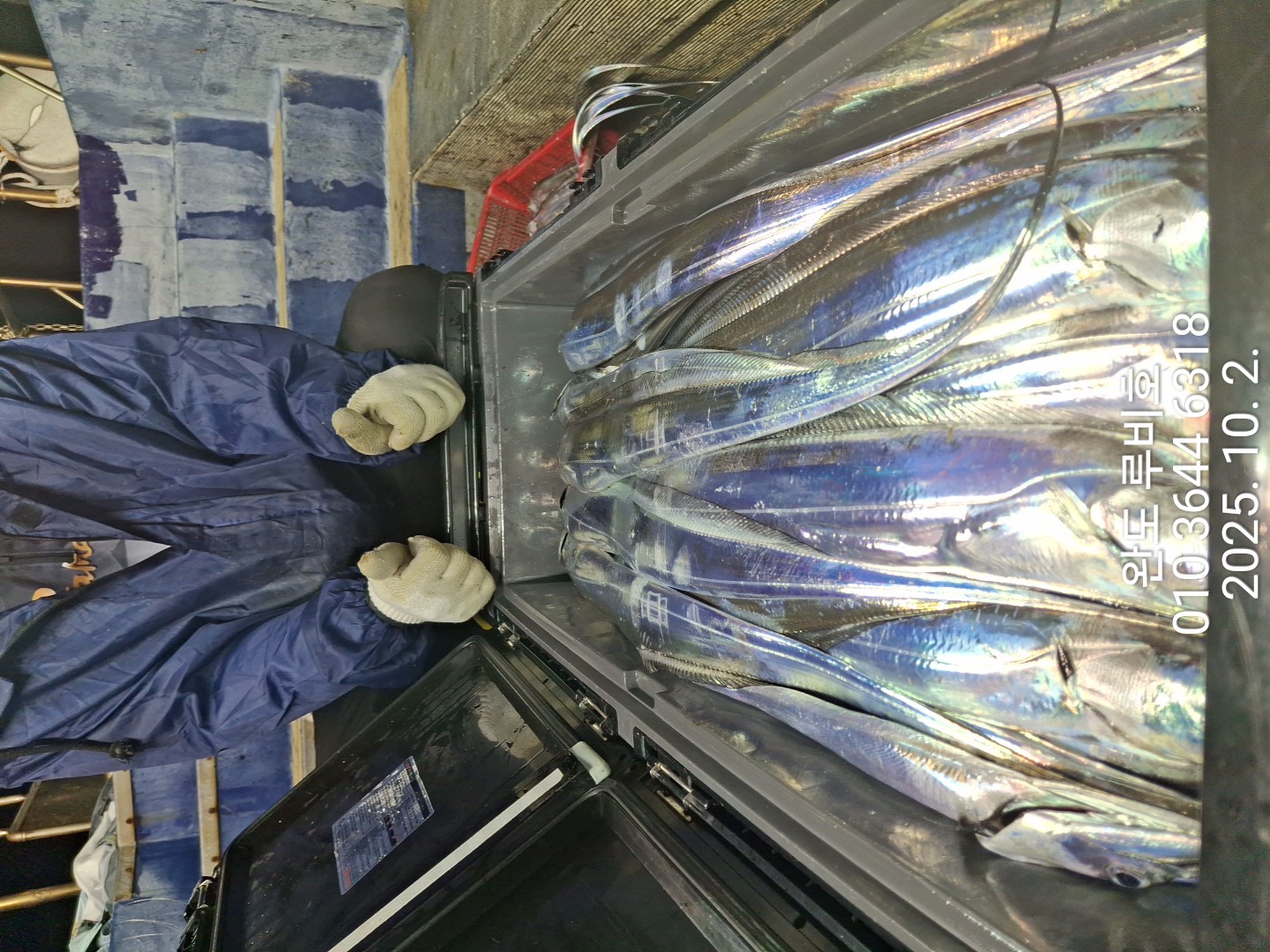 10월1일 루비호 갈치조황입니다