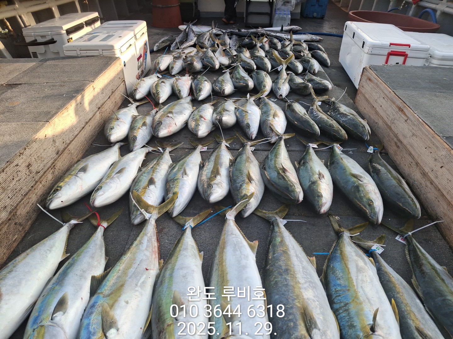 11월29일 루비호 방어지깅 조황입니다