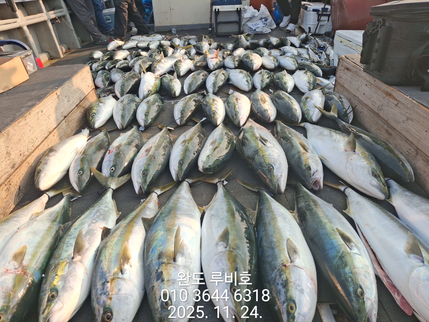 11월24일 루비호 방어지깅 굿 조황입니다.