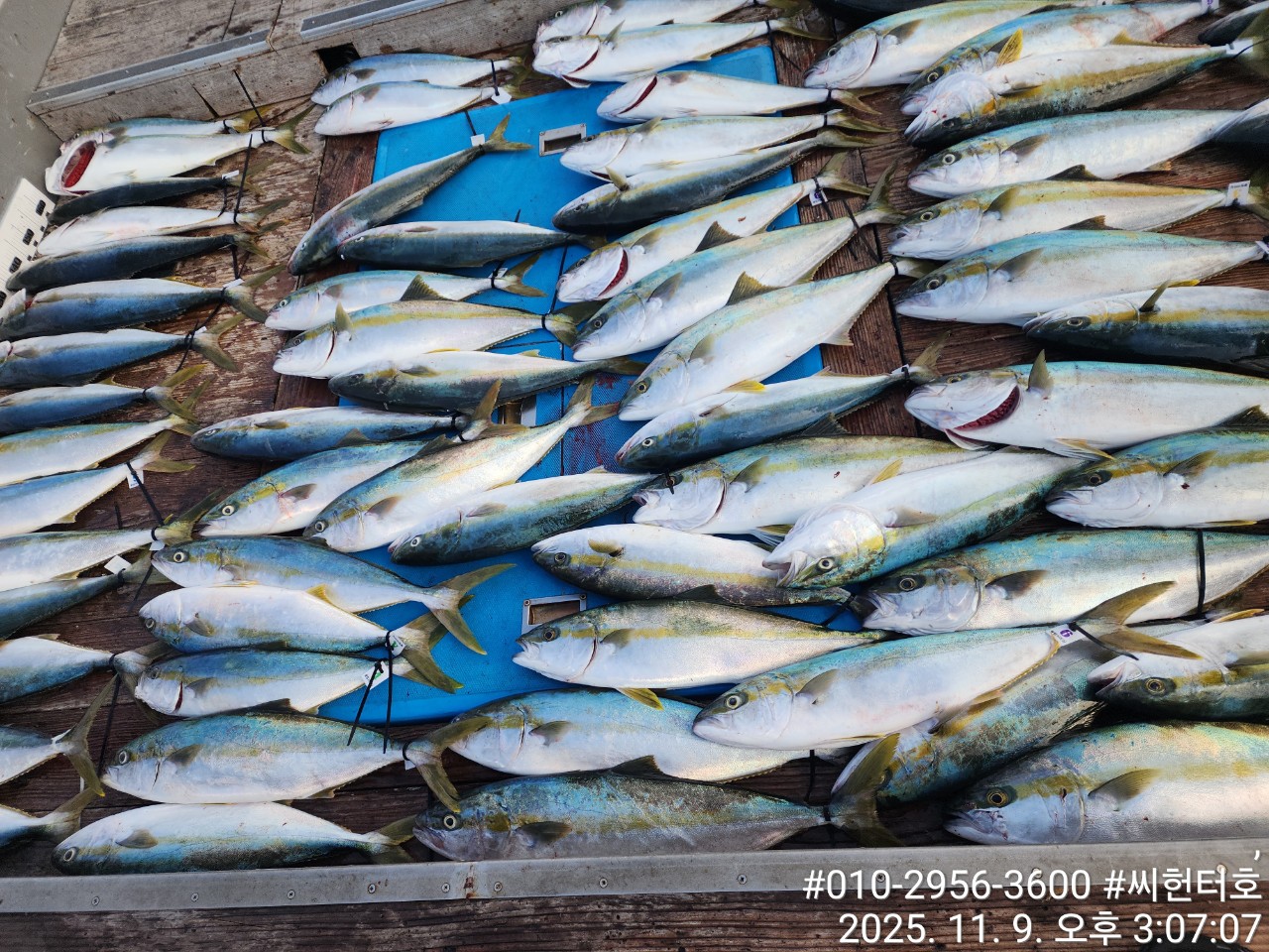 11월9일 씨헌터호  방어 굿조황입니다