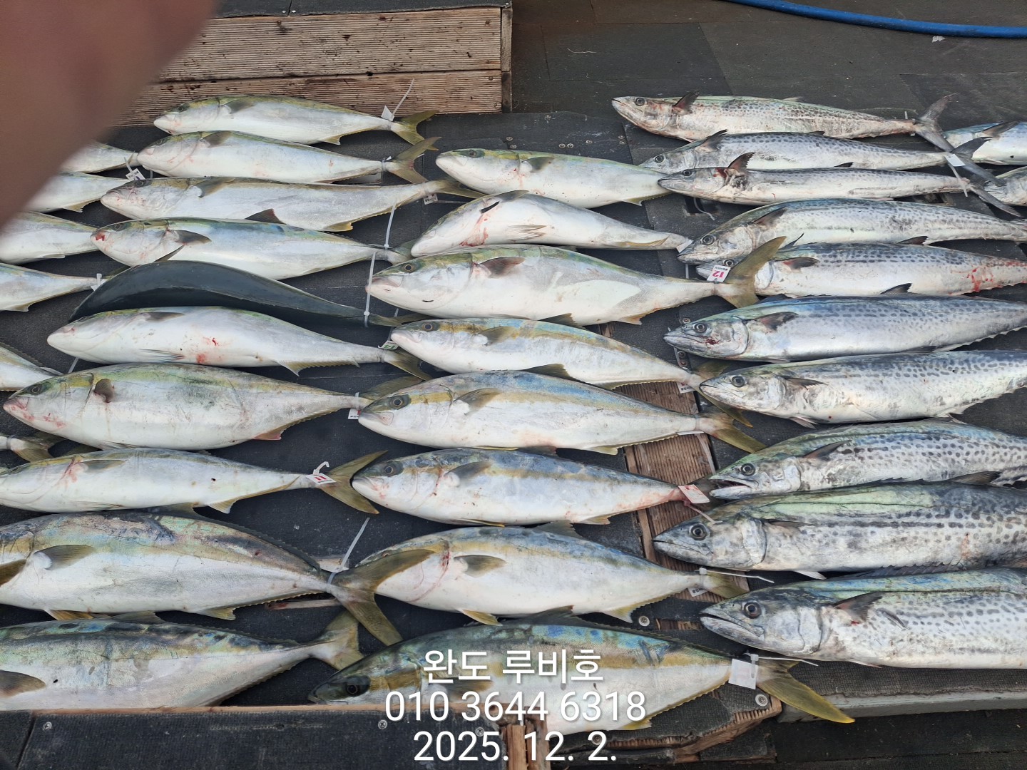 12월2일 루비호 방어지깅 조황ㅇ입니다