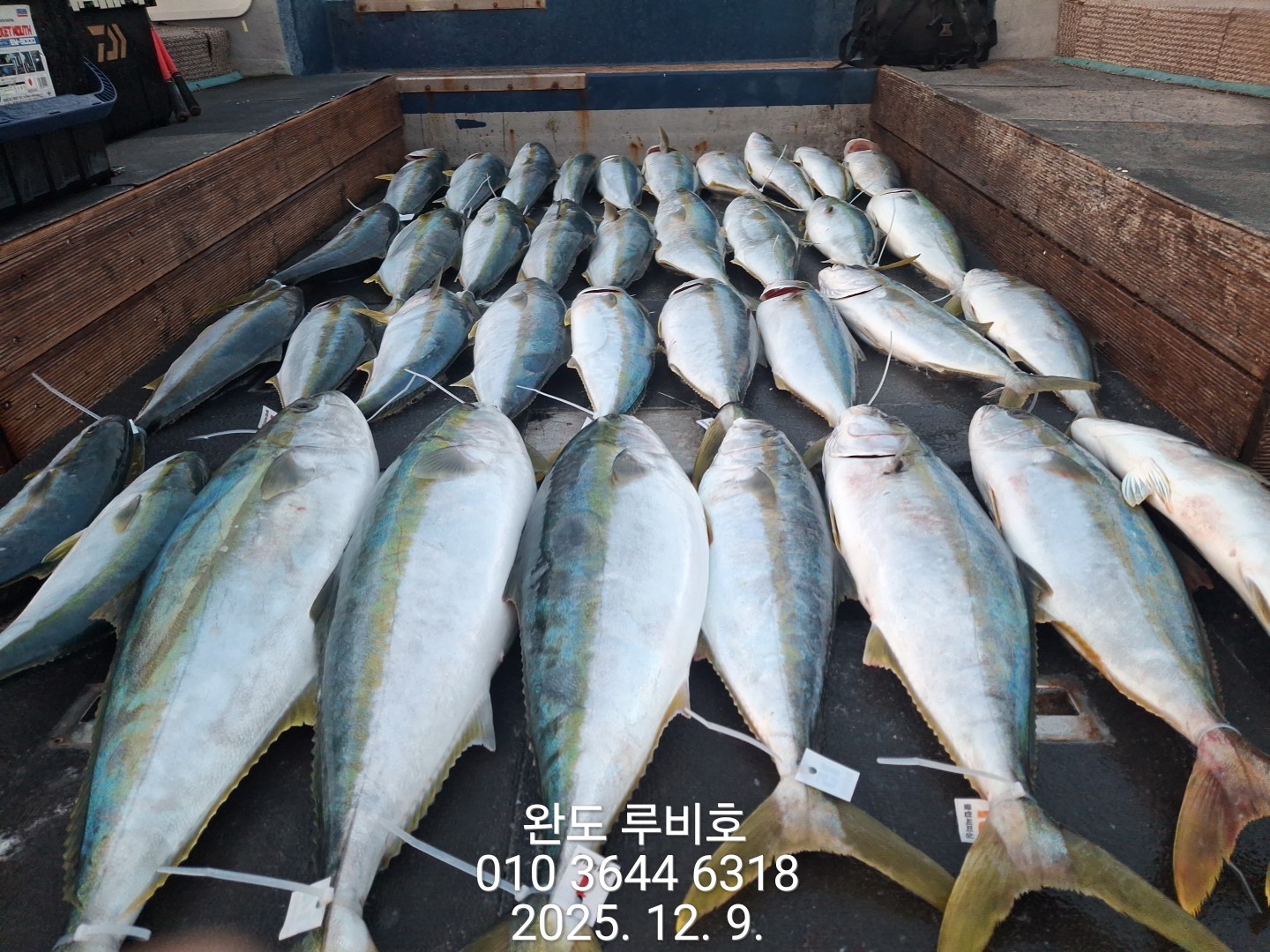 12월9일 루비호 방어지깅 조황입니다