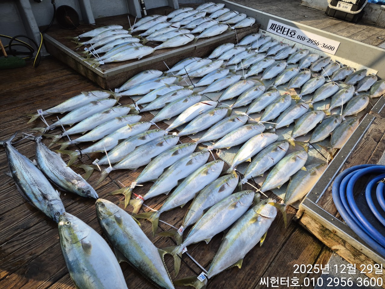 12월29일 월요일 씨헌터호 방어 굿조황입니다