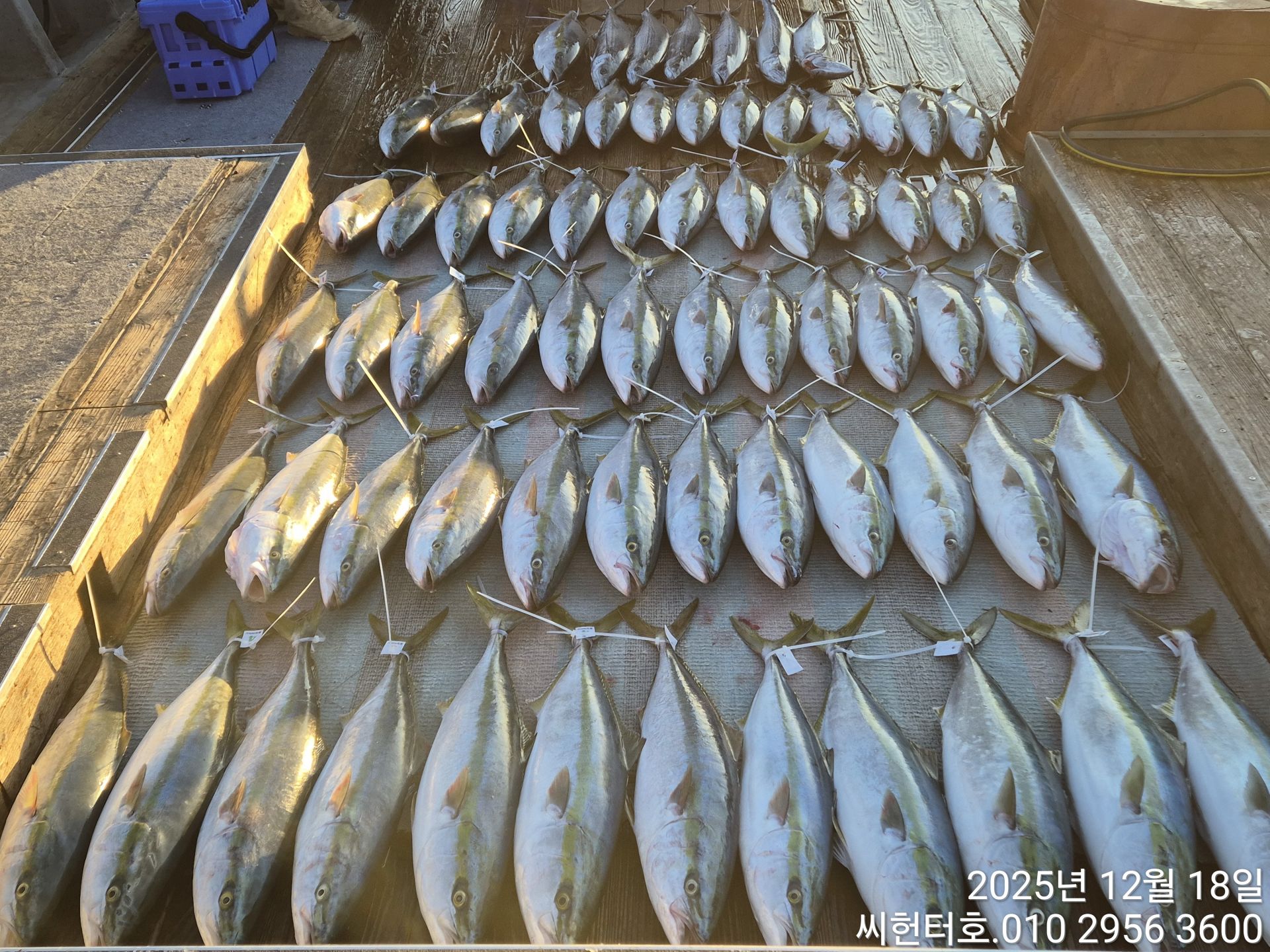 12월18일 씨헌터호   방어조황입니다