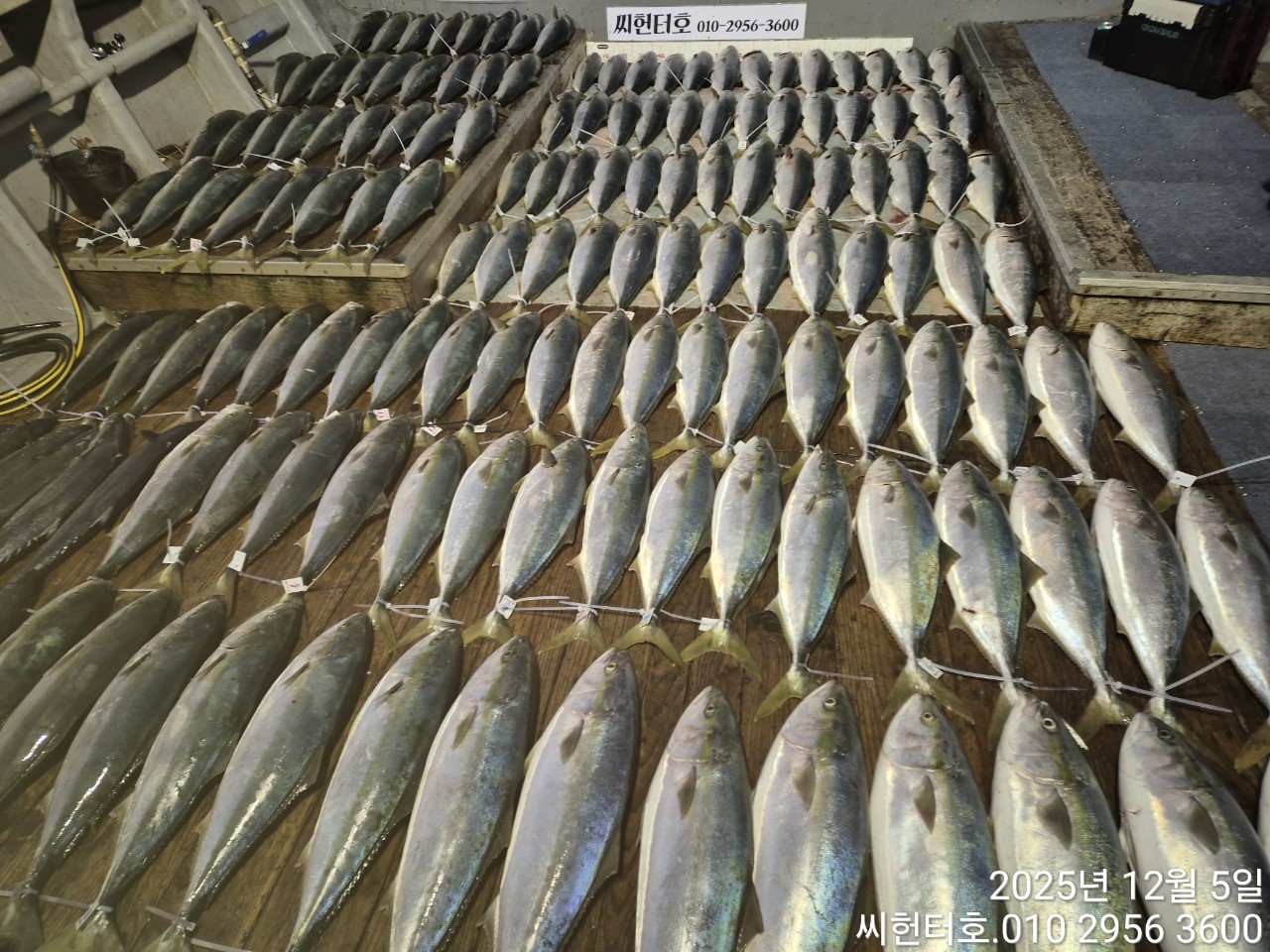 12월5일 금요일 씨헌터호 오늘도 방어 대박조황입니다