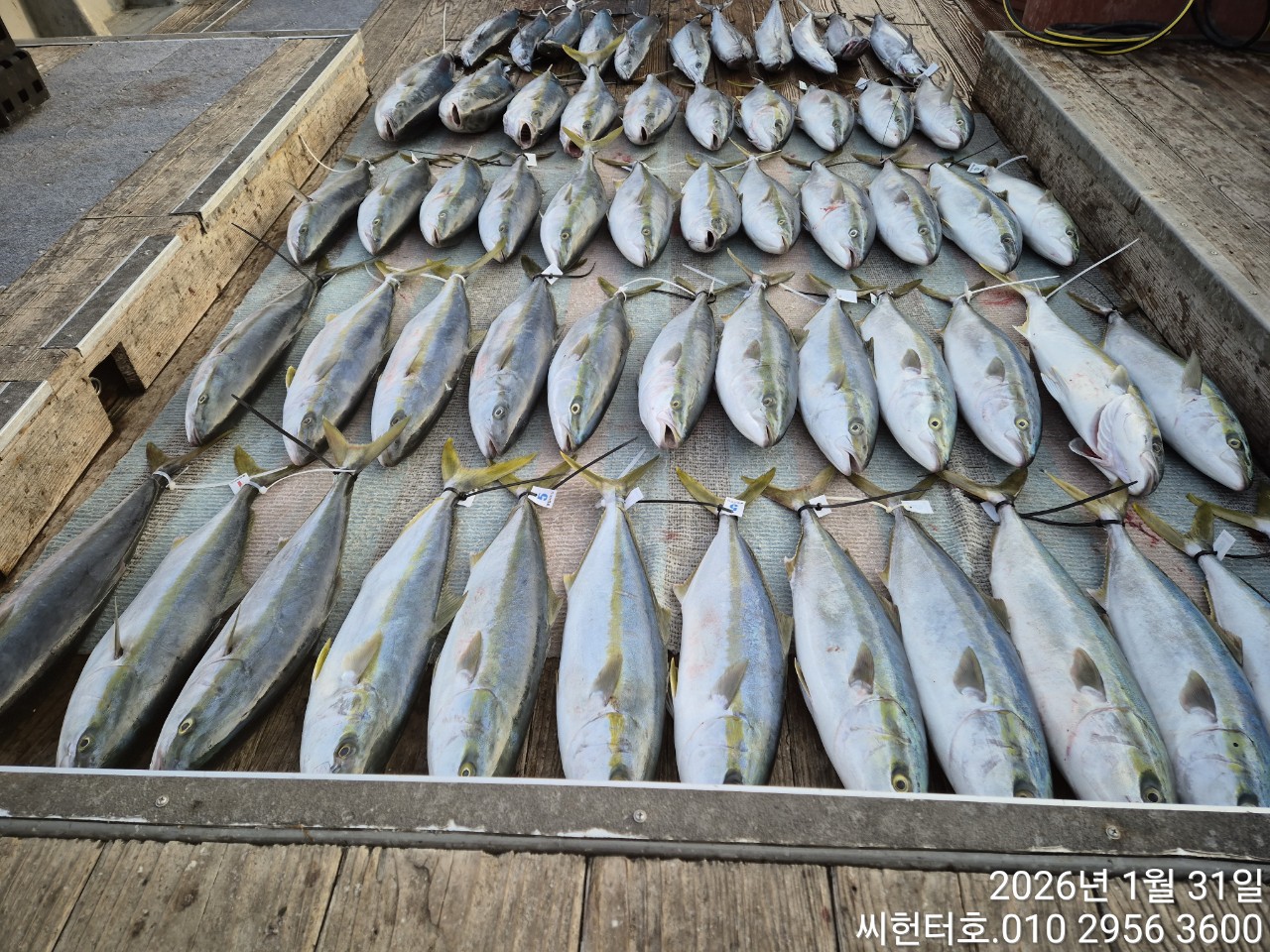 1뭘31일 토요일 씨헌터호 방어 굿조황입니다