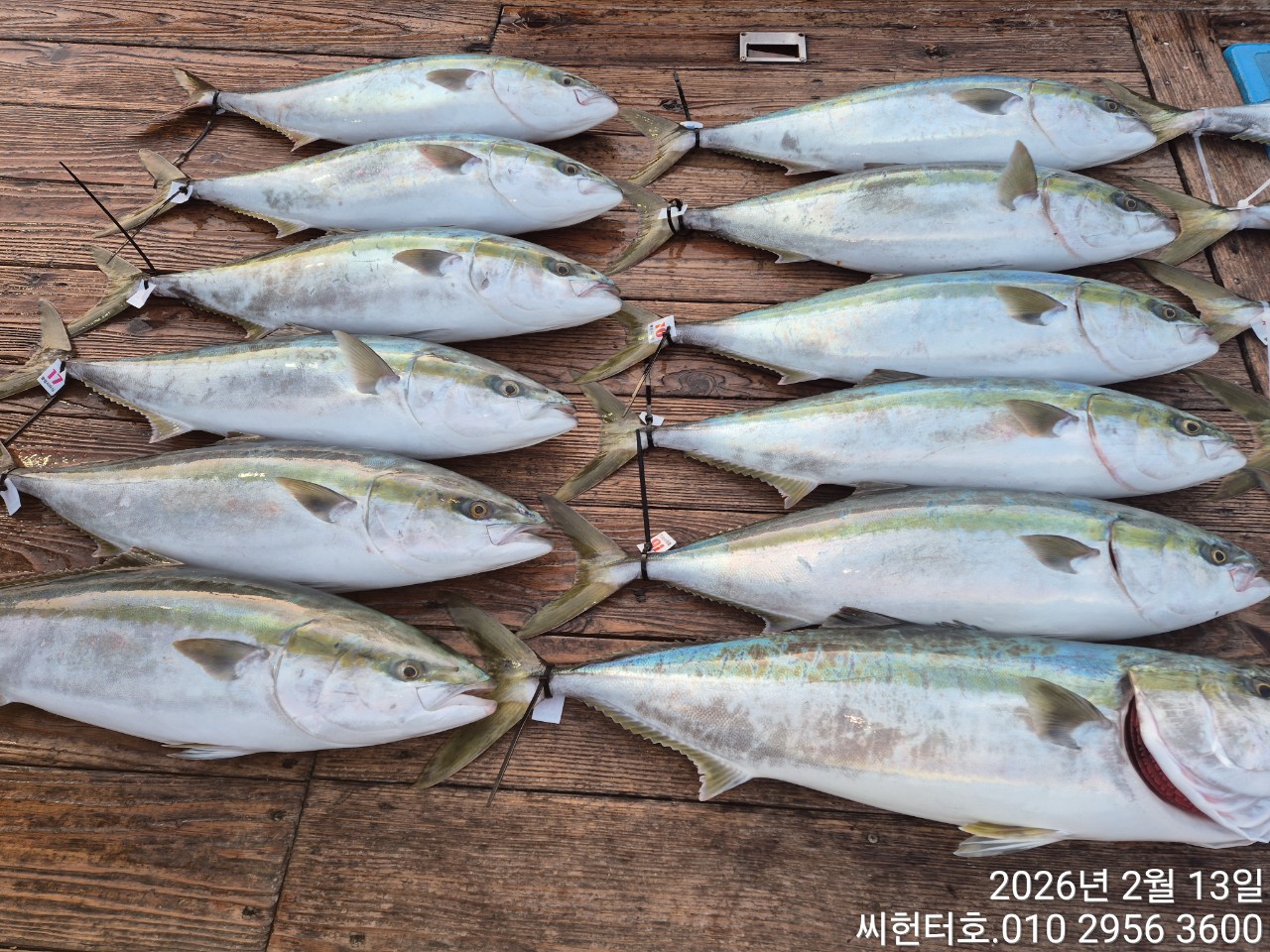 2월13일 금요일 씨헌터호 방어 조황입니다